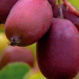 软枣猕猴桃种苗南方也可以种植的新品种