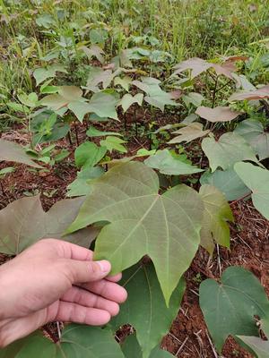 油桐苗江西油桐苗木基地