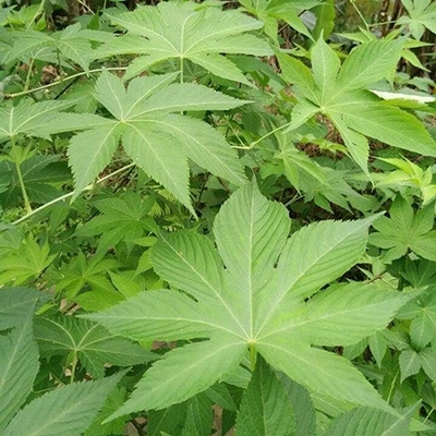 刺儿茶种苗甜茶甜叶覆盆子苗