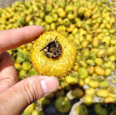 金刺梨种植无刺刺梨种苗基地