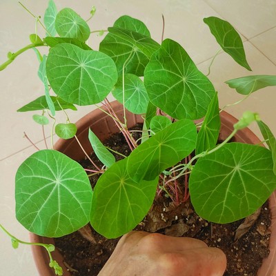 千金藤金线吊乌龟室内盆栽观赏苗