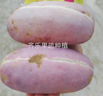 三叶木通八月瓜八月炸种植基地八月瓜种苗