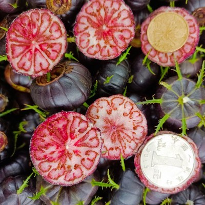 蜘蛛果种苗红果参容器苗裸根苗批发