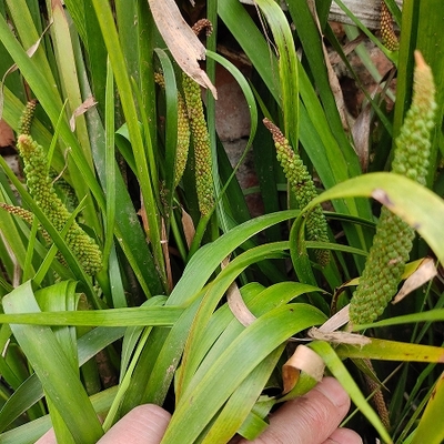 金钱蒲种苗石菖蒲盆栽苗培育