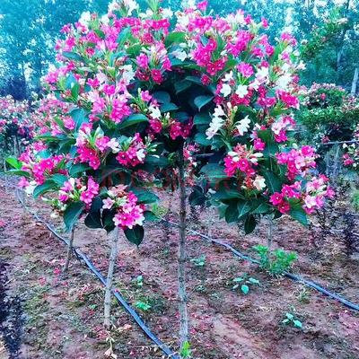 五彩锦带五彩花树苗风景绿化苗