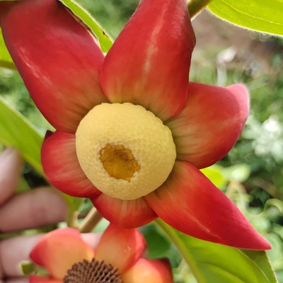 皇蕉果大花紫玉盘树种苗种子供应