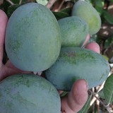 江西菲油果苗斐济果种植培育