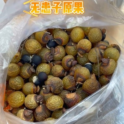 无患子洗手果木患子种苗供应