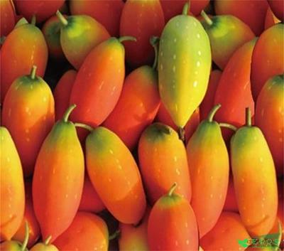 红参果红蜜果火蜜果种子