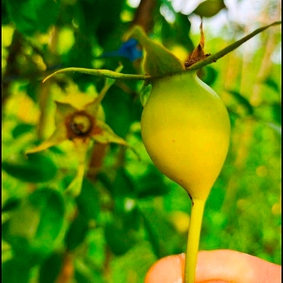 无刺金樱子种苗金樱子种植基地