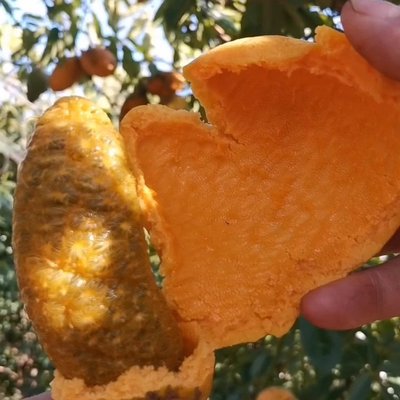木通九月黄种苗九月瓜种植黄金蕉批发