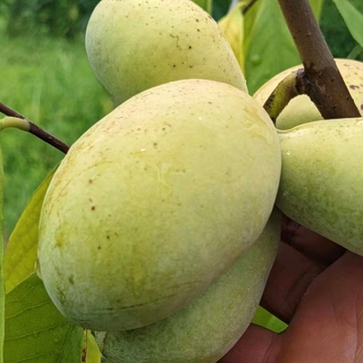 新奇特色水果泡泡果巴婆果树苗