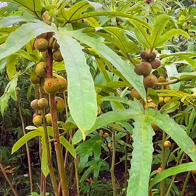 五指毛桃土黄芪五指牛奶种苗