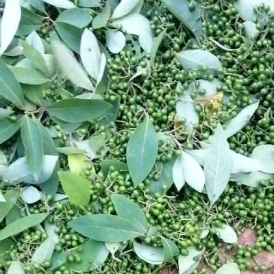 木姜子山胡椒种苗种植批发