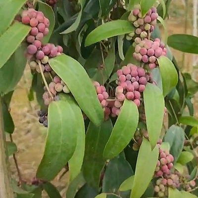 土茯苓红土苓冷饭团种苗种植