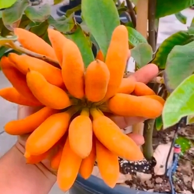 藤蕉种植野山蕉种苗培育