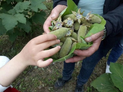 盾叶莓苗手指形的大树莓