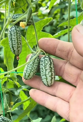 拇指西瓜佩普基诺批发