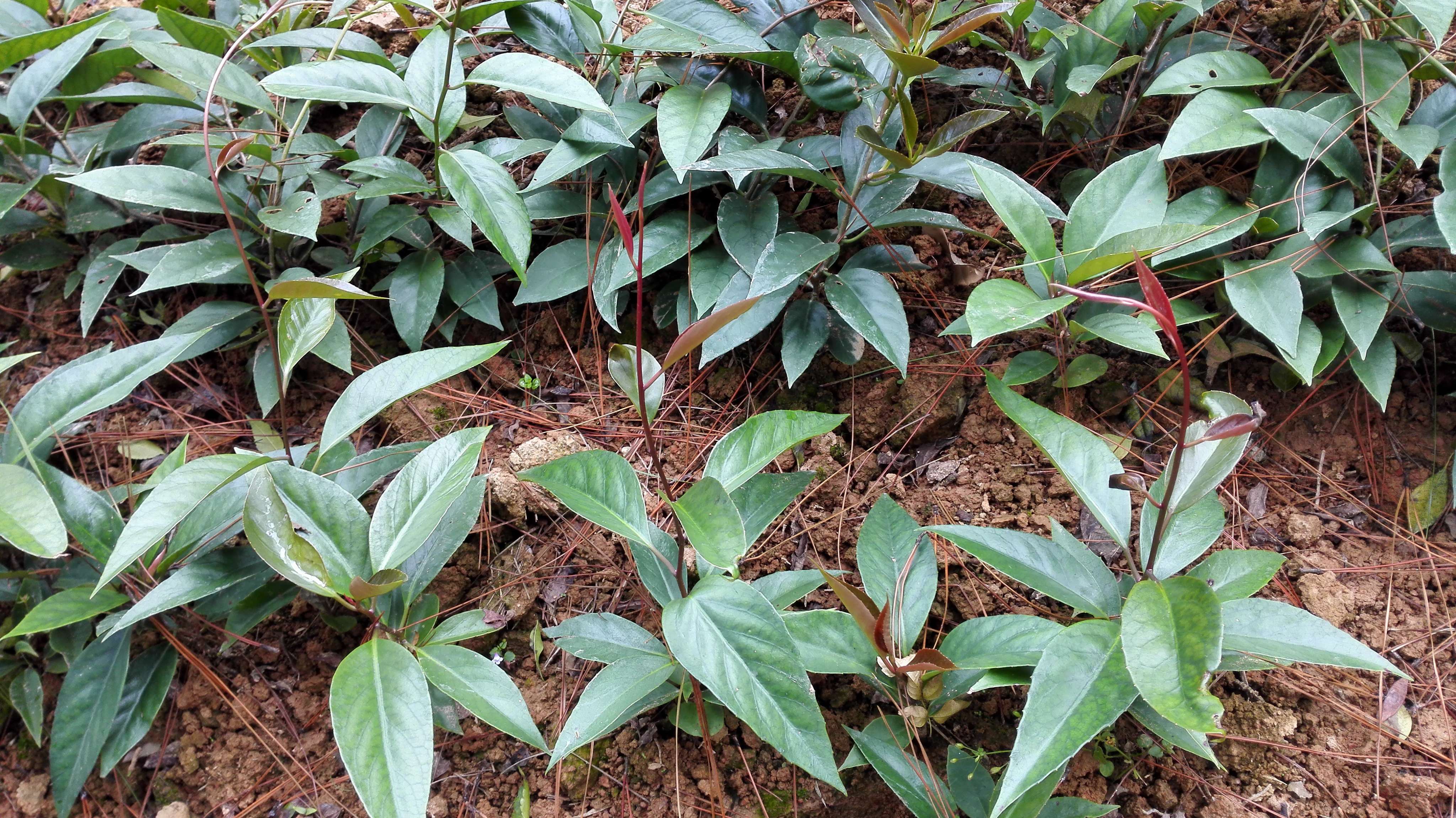 长这么丑的橘子竟然这么厉害